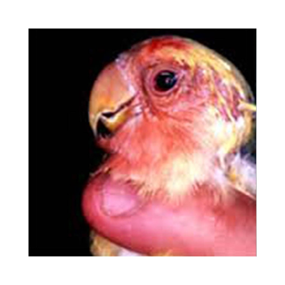 ¿Qué es la Ornitosis en pájaros?
