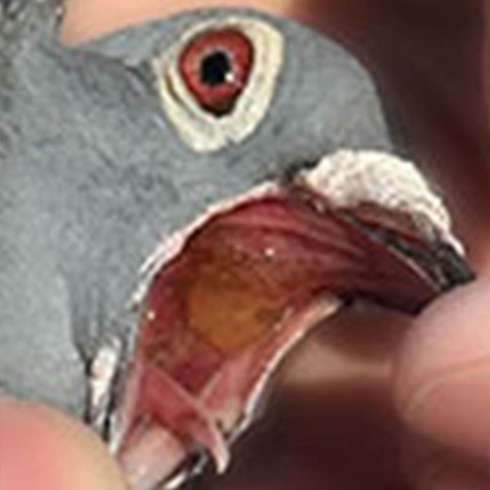 ¿Qué enfermedades pueden afectar a las vías respiratorias de las palomas?