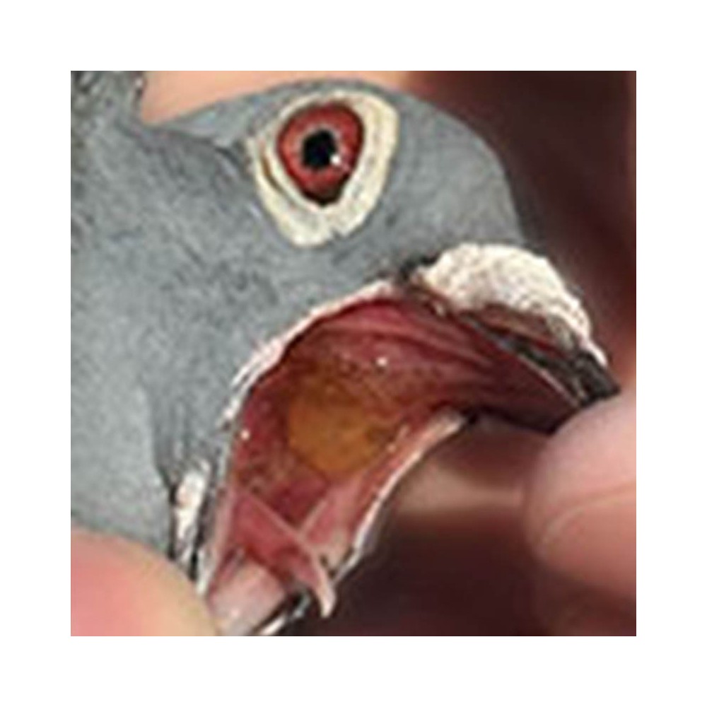¿Qué enfermedades pueden afectar a las vías respiratorias de las palomas?