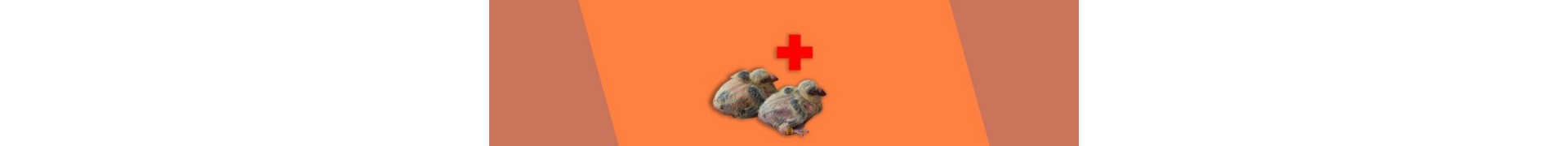 Cría y salud otras razas de palomas